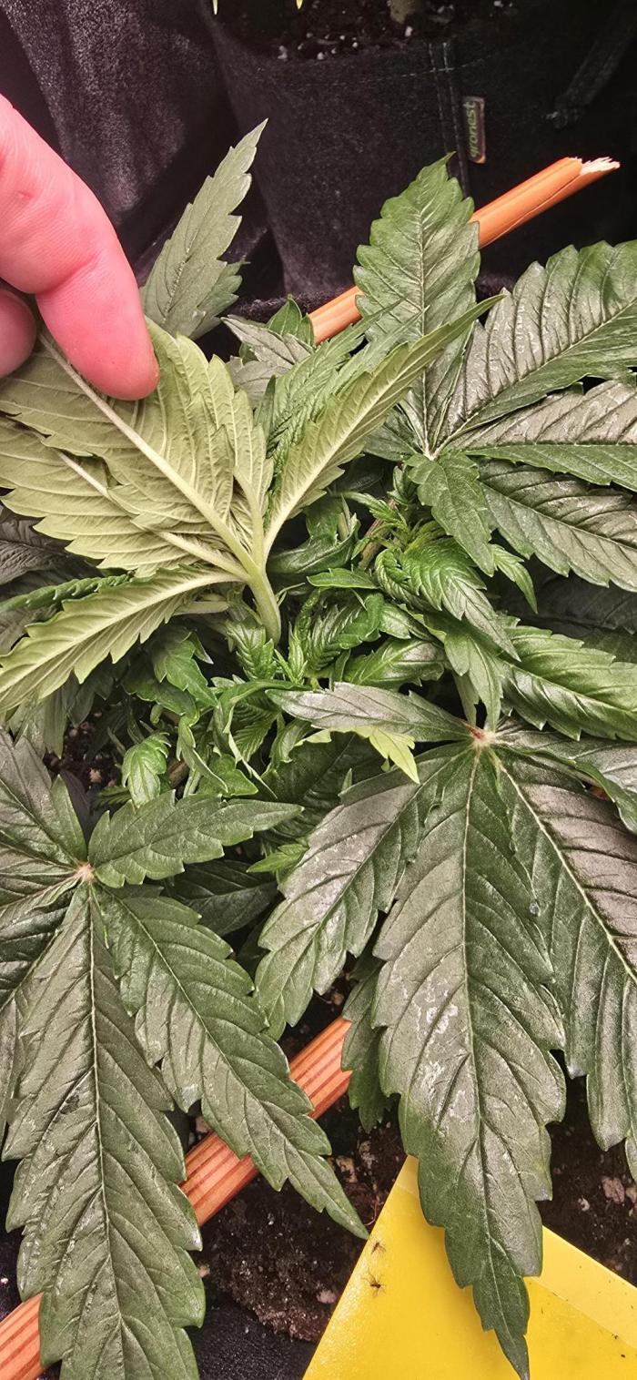 Seed Supplier Contest. Week 3 - Hat gut zugelegt 