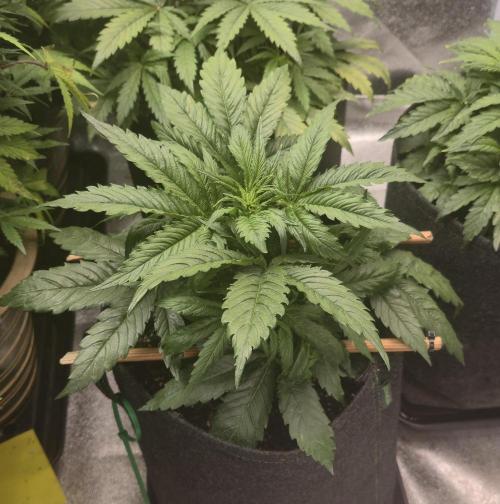 Seed Supplier Contest. Week 4