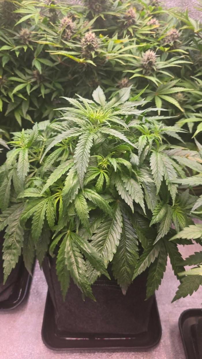 Seed Supplier Contest. Week 5 - Paar Sonnensegel entfernt, kurz vor der Blüte