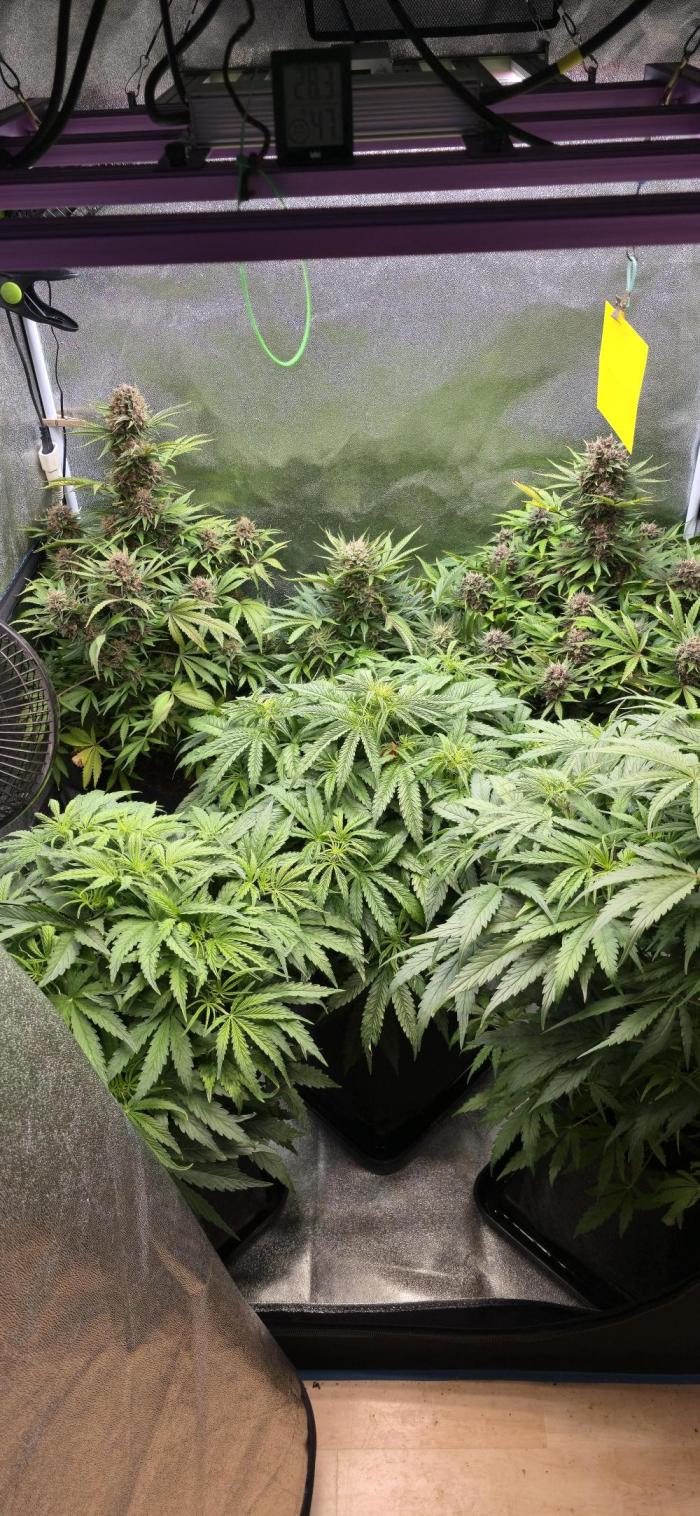 Seed Supplier Contest. Week 6 - Es is die Lady in der Mitte.
Sie is seit ner Woche im Übergang zur Blüte.