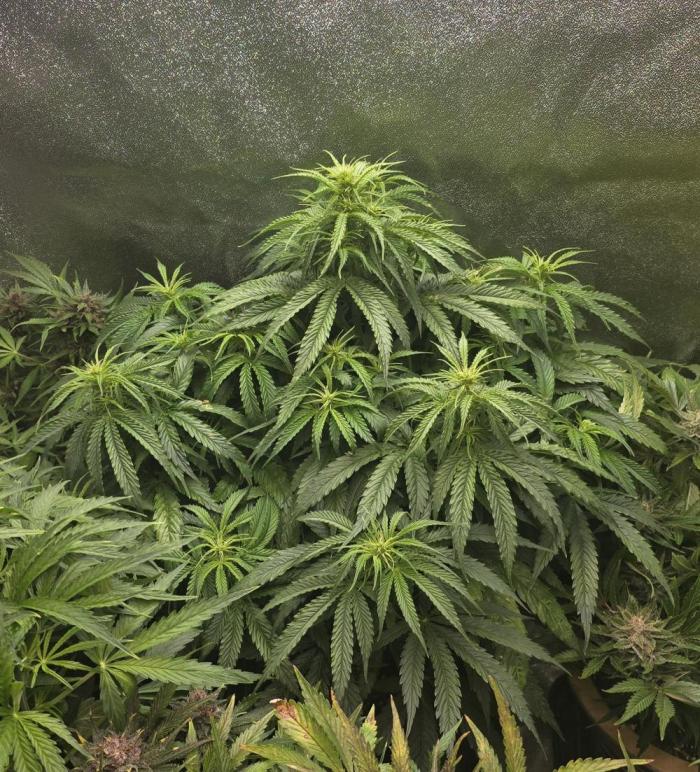 Seed Supplier Contest. Week 7 - Wieder paar Blätter entfernt etc...
