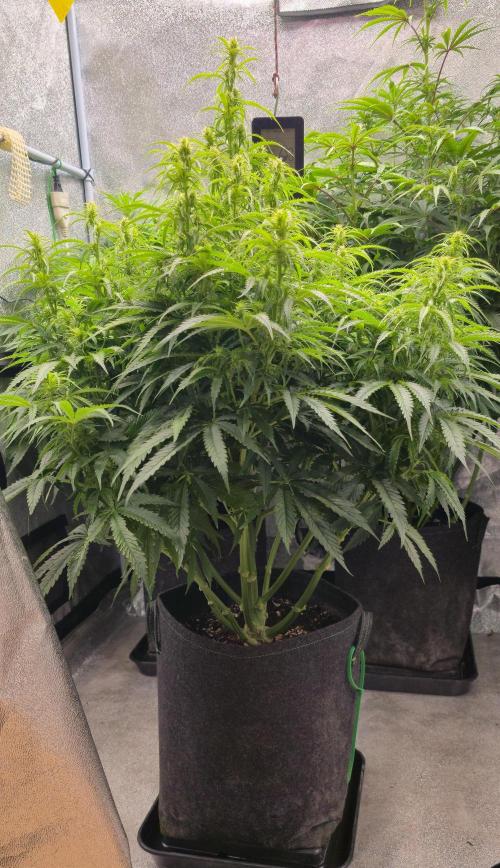 Seed Supplier Contest. Week 8 - 85cm x 60cm x 60cm