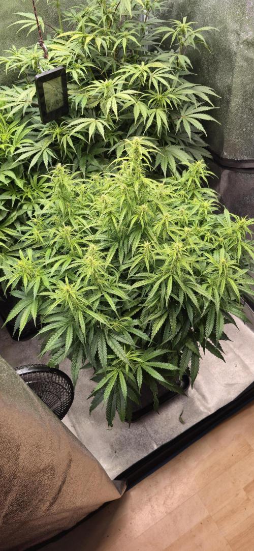 Seed Supplier Contest. Week 8 - Leider hat Sie Lichtstress 