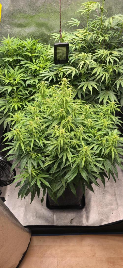 Seed Supplier Contest. Week 8 - Und leichten N Mangel 