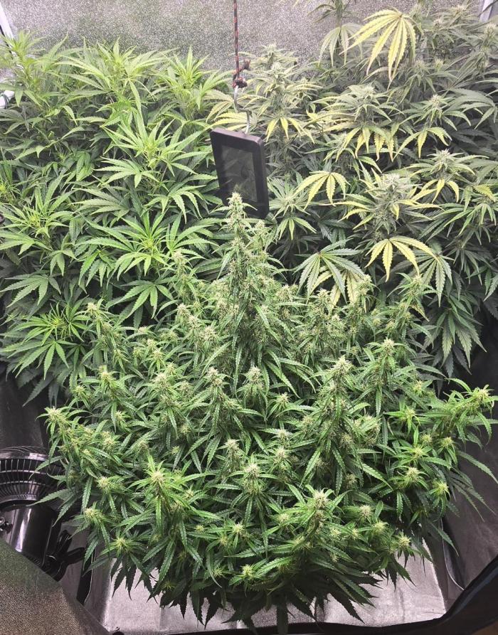 Seed Supplier Contest. Week 9 - So langsam tut sich wieder was ,war wohl n bissl beleidigt wegen dem entlauben