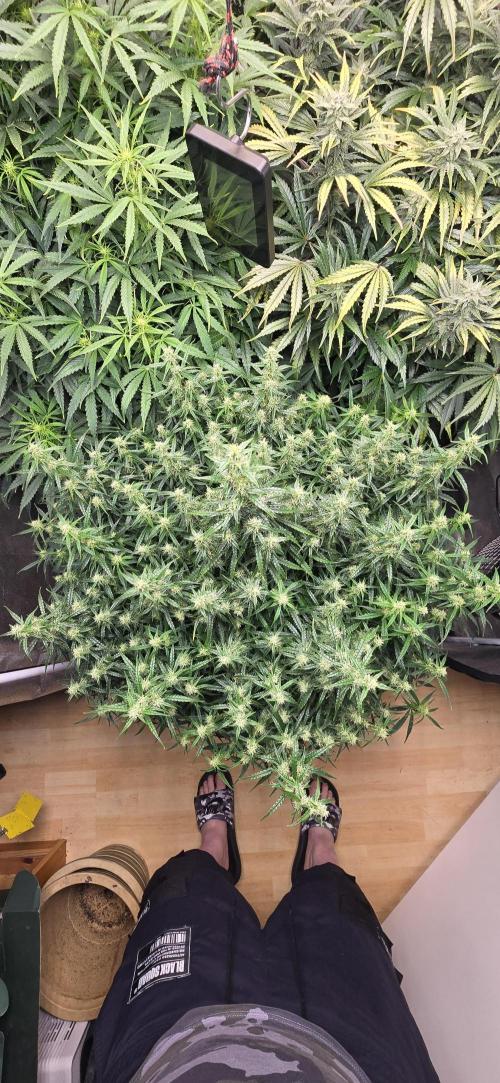 Seed Supplier Contest. Week 10