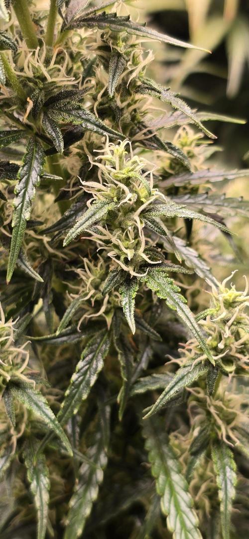 Seed Supplier Contest. Week 10