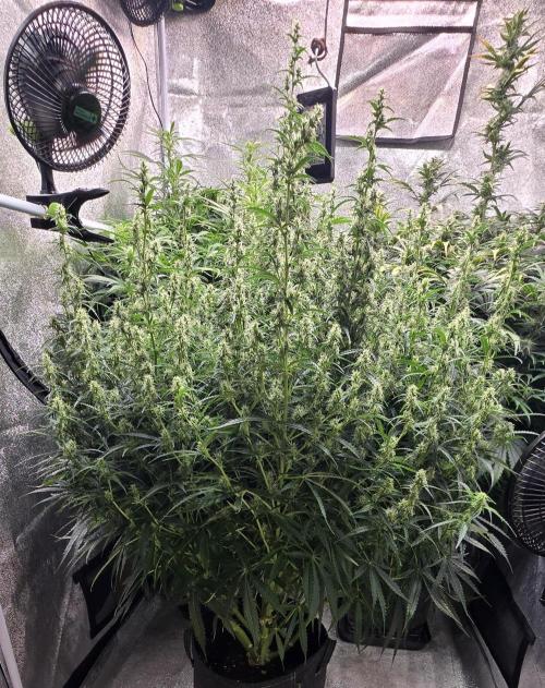 Seed Supplier Contest. Week 10