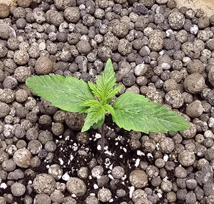 Meine HazeBunny's. Week 2 - Das erste mal leicht mit RK Fertilizer (Start) gedüngt...