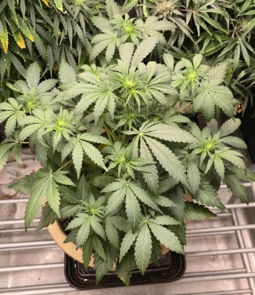 Amnesia Haze Automatic. Week 5