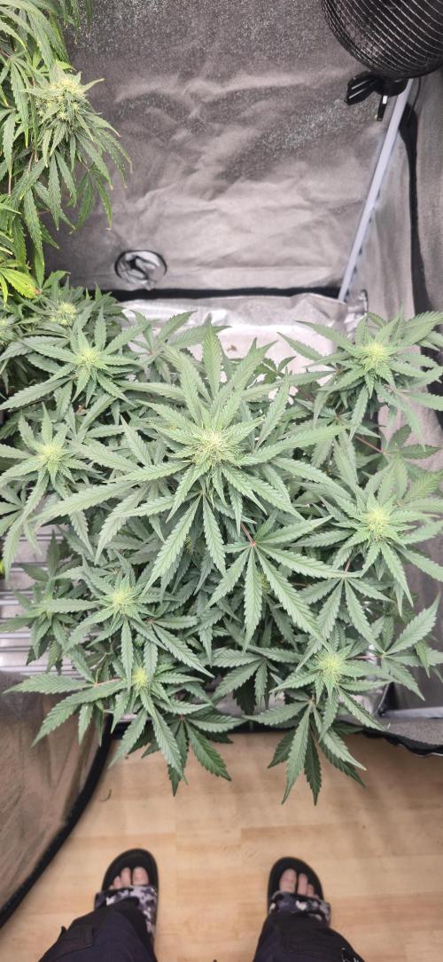 Meine HazeBunny's. Week 7