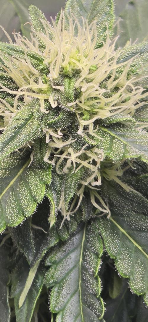Amnesia Haze Automatic. Week 7