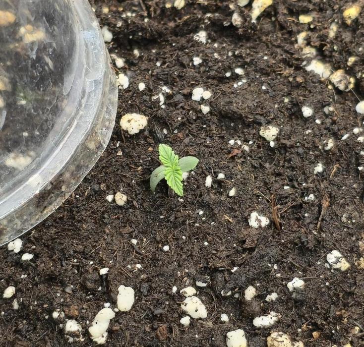 CCG Sensi Seeds. Week 1 - Klein aber fein, nach fast 1,5 Wochen hat Sie das Licht der Welt erblickt.