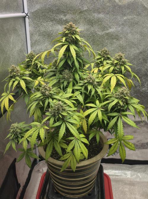 Amnesia Haze Automatic. Week 10