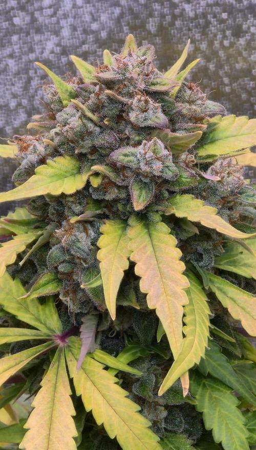 Amnesia Haze Automatic. Week 11