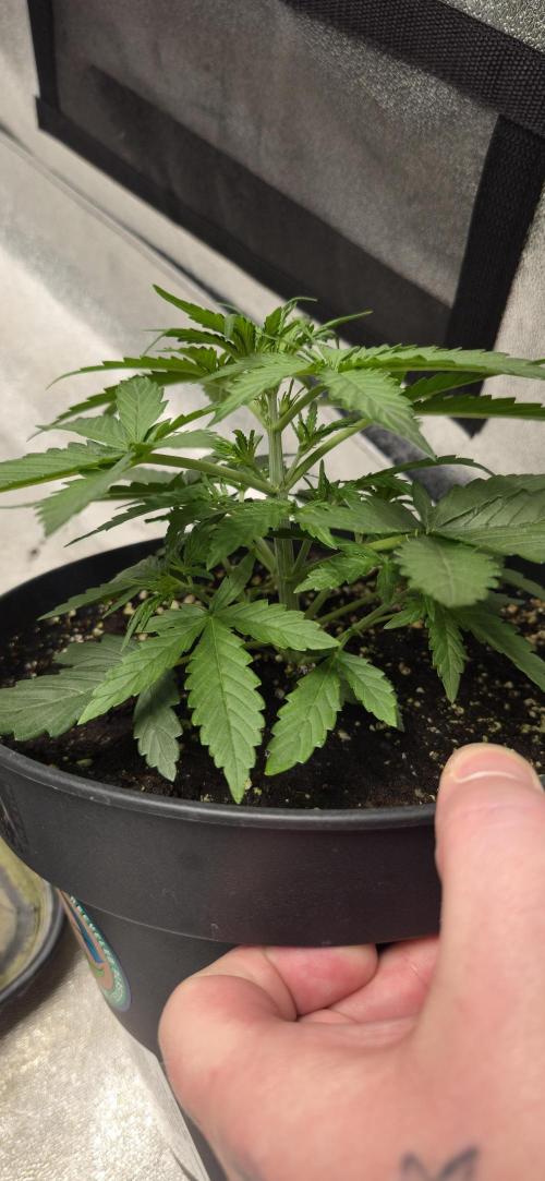 CCG Sensi Seeds. Week 3 - So langsam kommen die Seitentriebe.