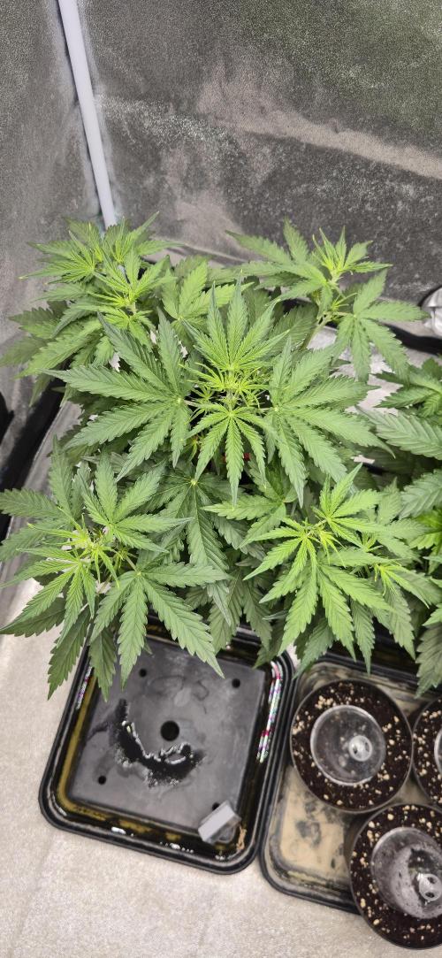 CCG~Sensi Seeds. Week 4 - Vorblüte lässt grüßen.
