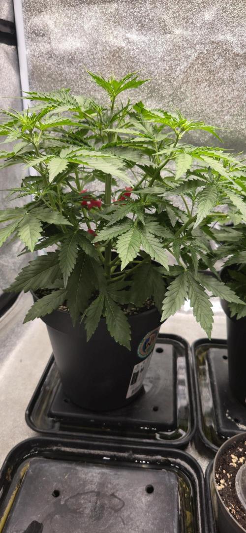 CCG~Sensi Seeds. Week 4 - Hat ordentlich Seitentriebe, bissl LST mit den Roten Klammern.