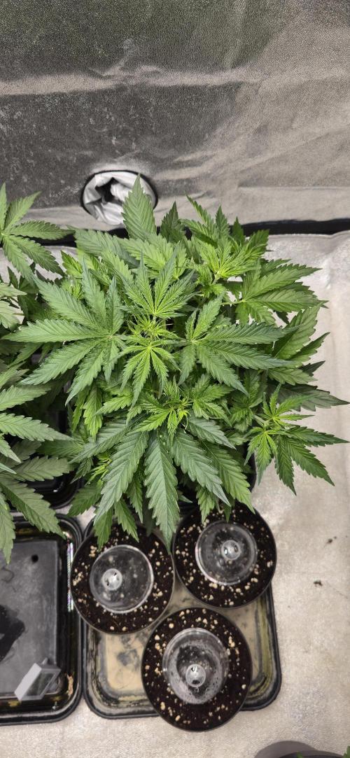 CCG~Sensi Seeds. Week 4 - Is auch kurz vor der Vorblüte.