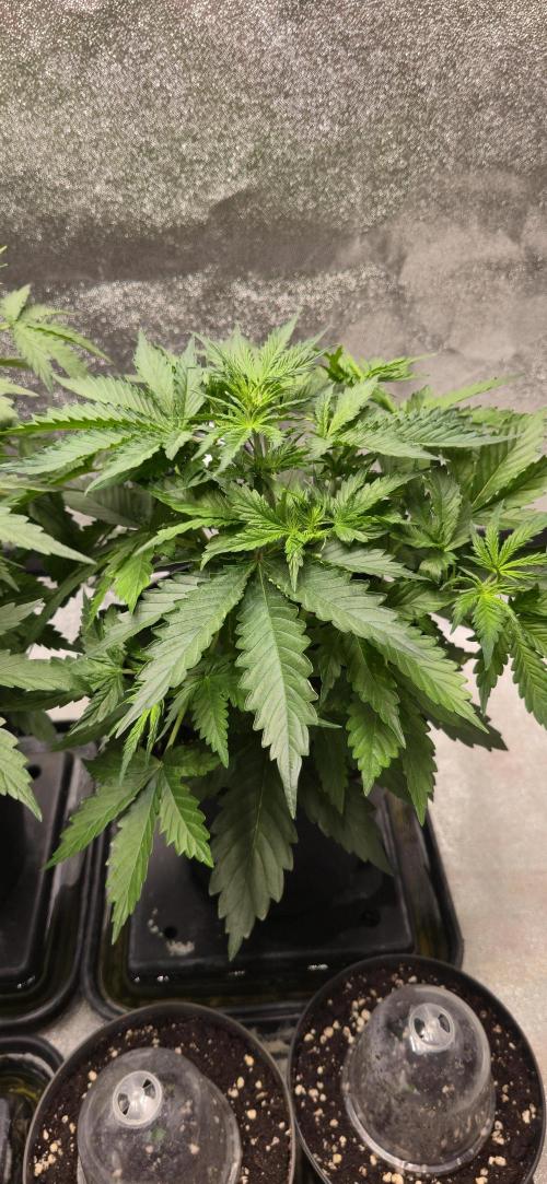 CCG~Sensi Seeds. Week 4 - Wächst ein wenig gedrungen,aber wird schon,bissl LST mit Klammern kommt noch.