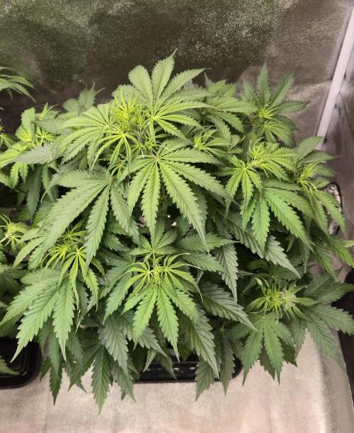 CCG~Sensi Seeds. Week 5 - Schön beschissen.