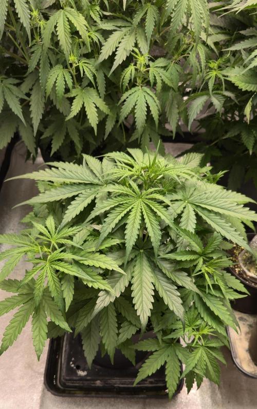 CCG Sensi Seeds. Week 4 - Bis zur Blüte dauert noch bestimmt 1,5 Wochen..