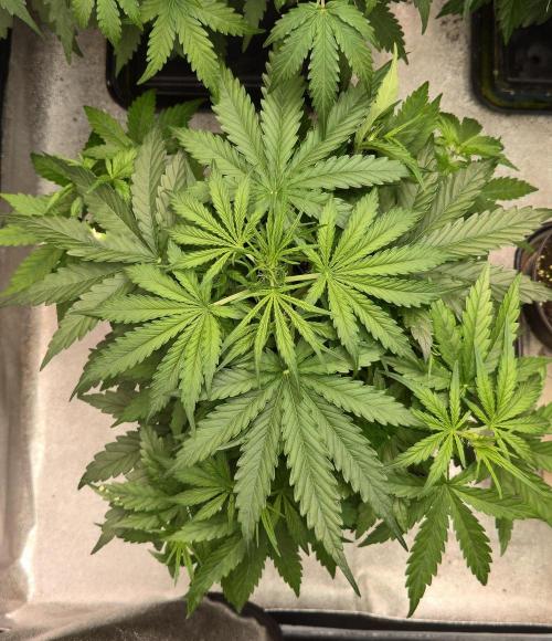 Amnesia . Week 4