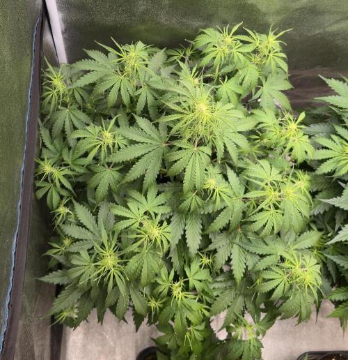 CCG~Sensi Seeds. Week 5 - Es fängt an zu duften...