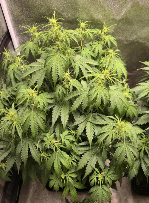 White Haze (Automatik). Week 5