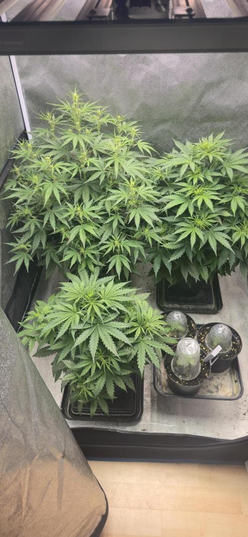 1m x 1m x 2. Week 5