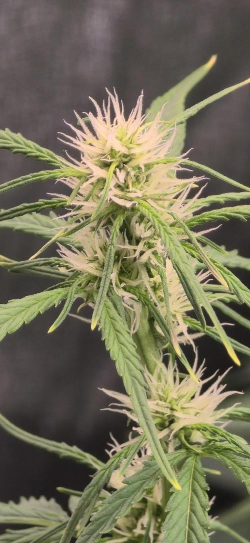 CCG~Sensi Seeds. Week 5 - Wird aufjedenfall lekka 😜🤞