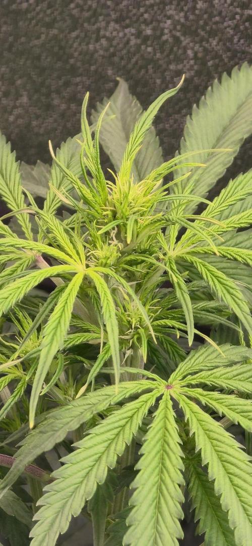CCG Sensi Seeds. Week 4 - Mittlerweile auch in der Blüte (Photo is n paar Tage später).Update k.. in paar Tagen.Wird n Monster