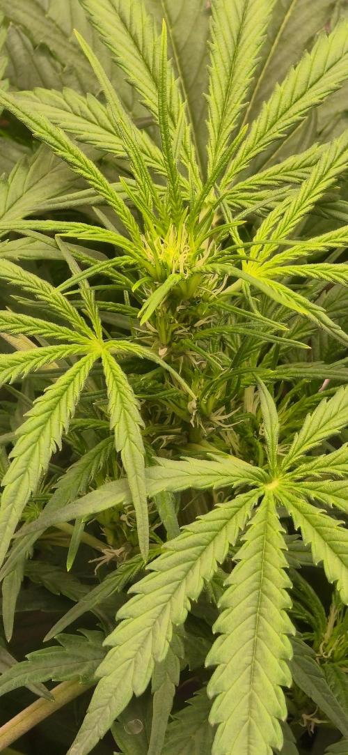 CCG~Sensi Seeds. Week 5 - Mittlerweile in der Blüte ...