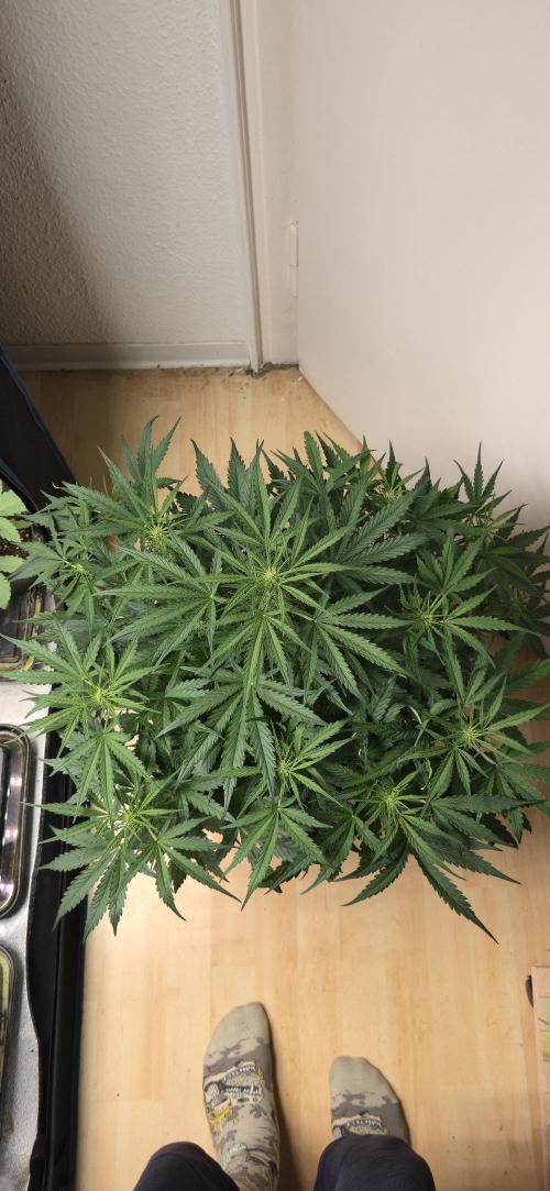 Amnesia . Week 5