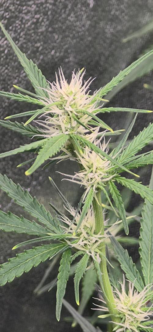 CCG~Sensi Seeds. Week 6 - Blüten entwickeln sich schön weiter.