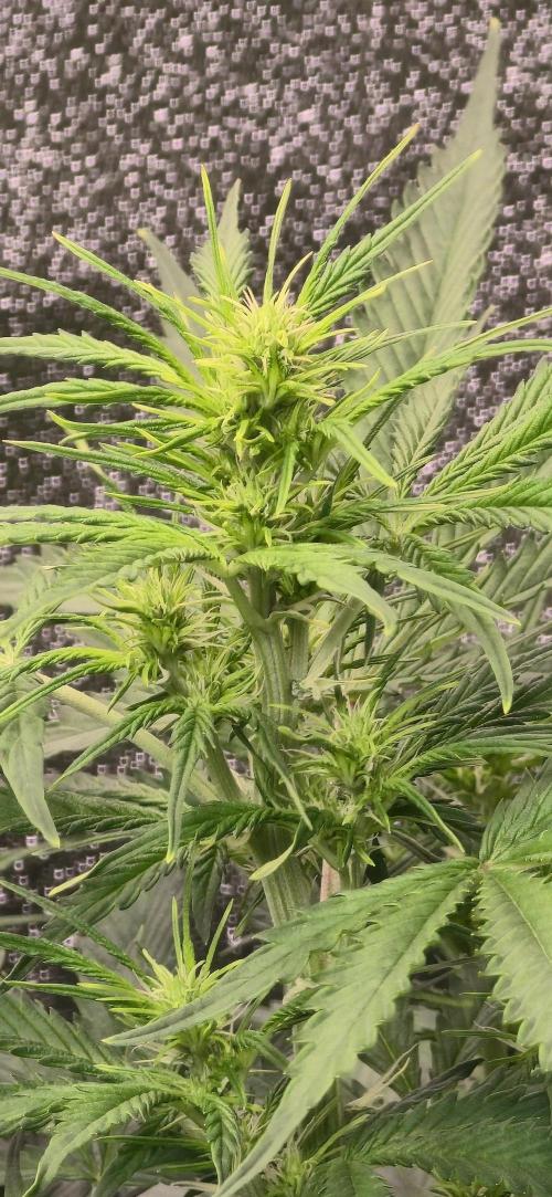 CCG~Sensi Seeds. Week 6 - Da die Blüte jetzt losgeht, kommt auch noch Stretch.Is jetzt schon 80cm.