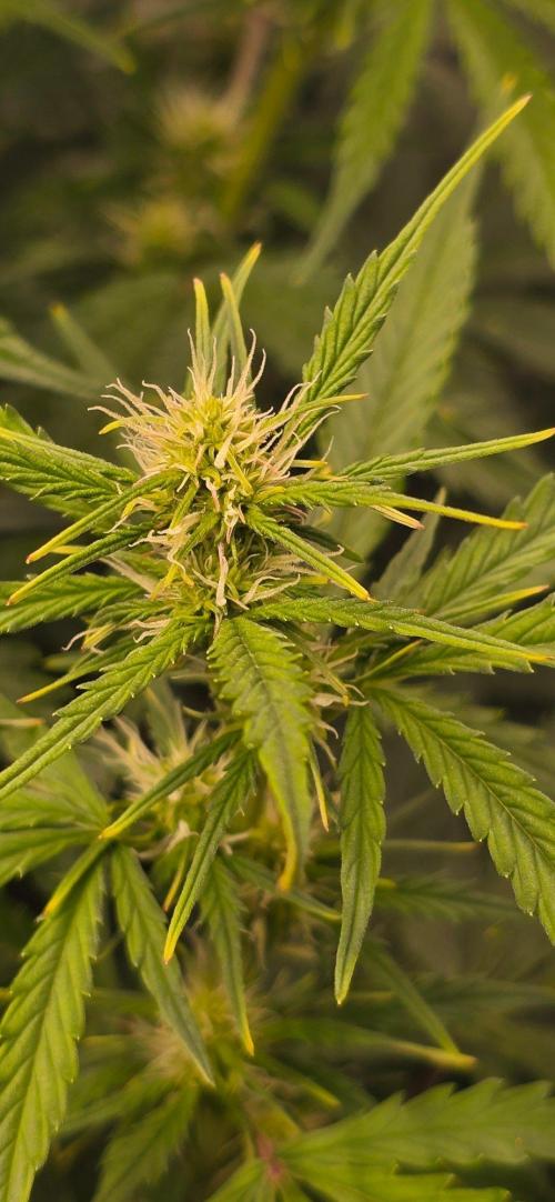 CCG~Sensi Seeds. Week 7 - Sehen ein bißchen struppig aus die weißen Härchen.