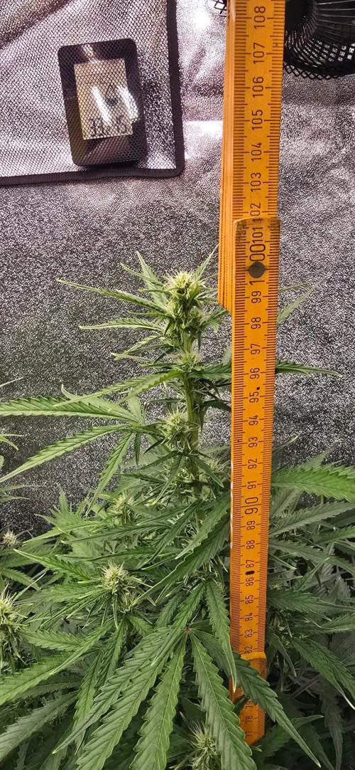 CCG~Sensi Seeds. Week 7 - Hat jetzt auch die 100cm geknackt, bin gespannt ob der Stretch noch weiter geht.