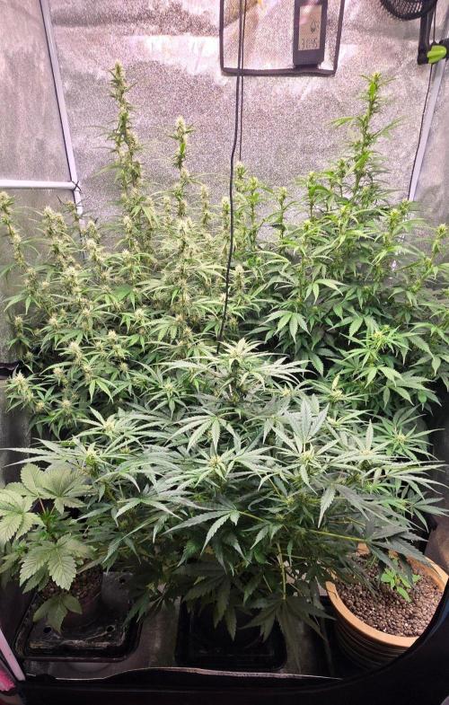 CCG Sensi Seeds. Week 6 - Leider hat sie ein bißchen Platzmangel.