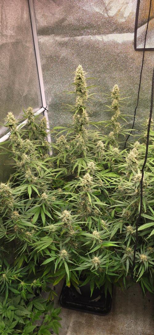 CCG~Sensi Seeds. Week 8 - Stretch ist vorbei.