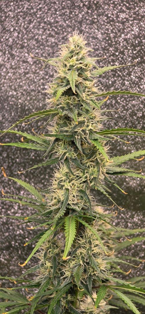 CCG~Sensi Seeds. Week 8 - So langsam werden die Buds auch dicker.