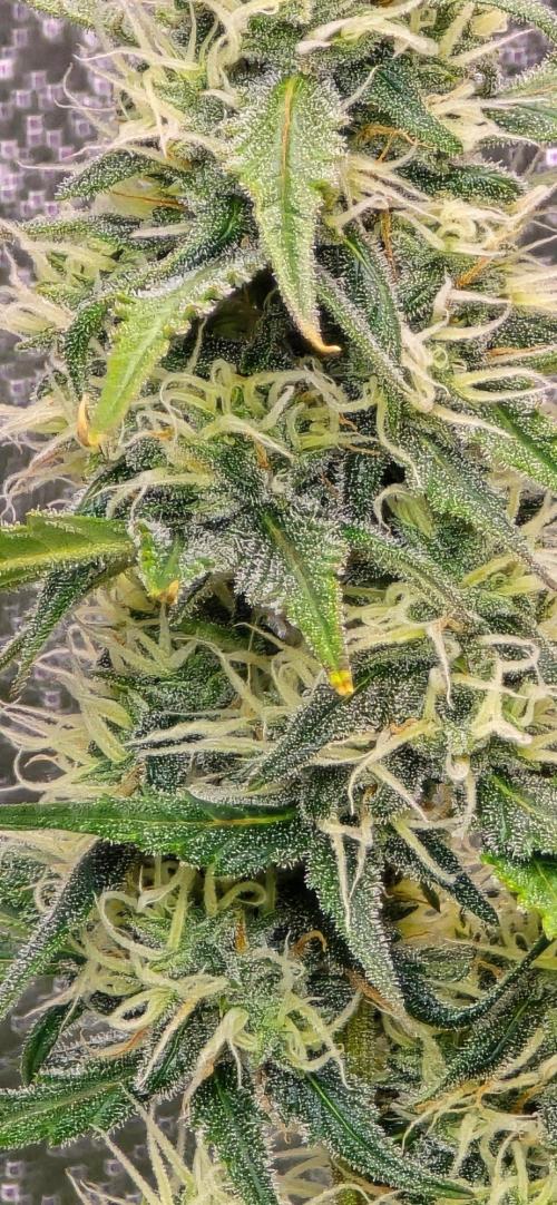 CCG~Sensi Seeds. Week 8 - Schön am glitzern.