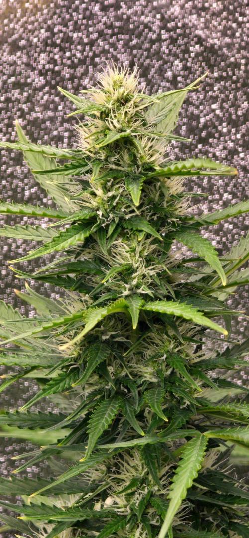 CCG~Sensi Seeds. Week 8 - Überall entstehen schöne Buds.