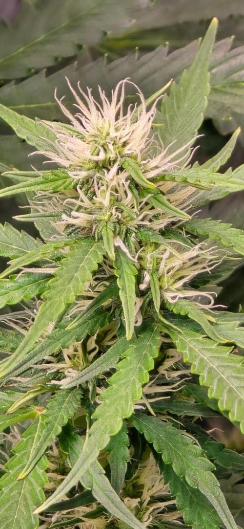 CCG~Sensi Seeds. Week 8 - Werden jetzt schon dicker.