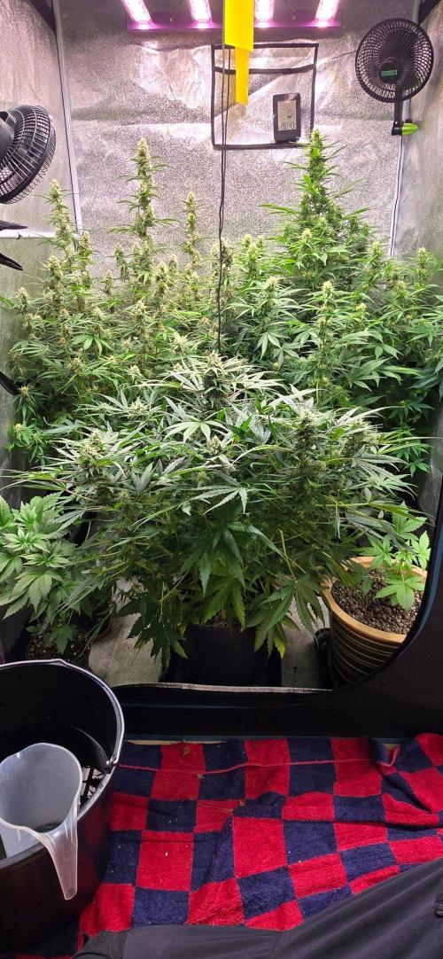 CCG~Sensi Seeds. Week 8 - Hinten Rechts.