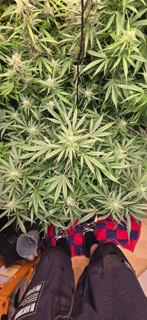 CCG Sensi Seeds. Week 7 - Richtiger Busch.