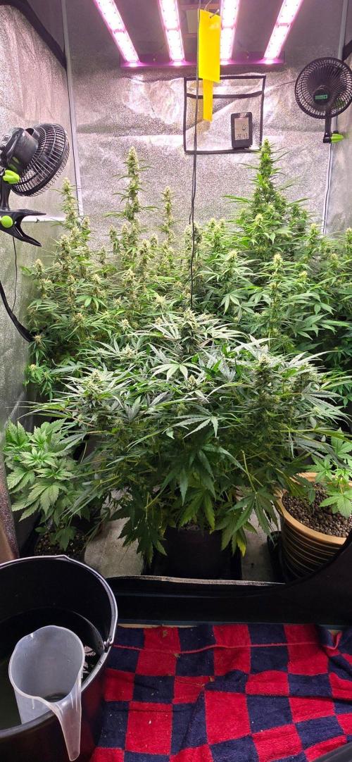 CCG Sensi Seeds. Week 7 - Vorne Mitte.