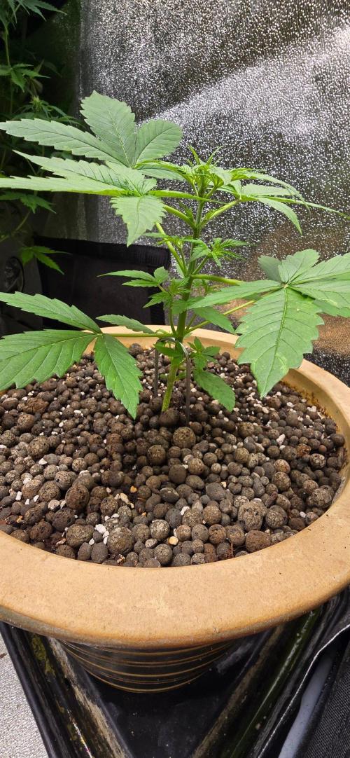 Meine Haze Bunny's. Week 3 - Deshalb wird auch erst die Tage getoppt (Wenn überhaupt)
