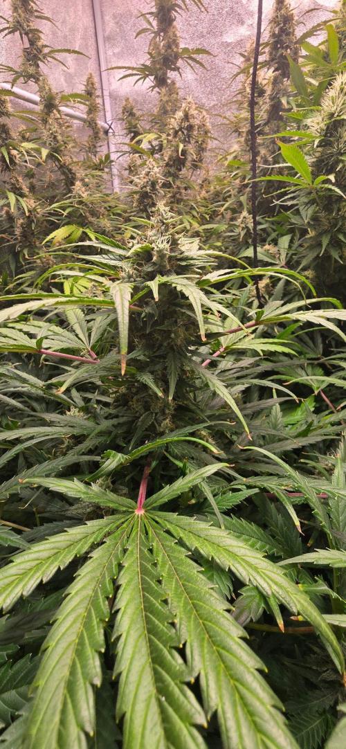 CCG☆Sensi Seeds. Week 8 - Buds entwickelt sich wunderbar.