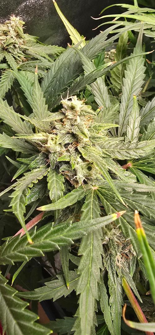 CCG☆Sensi Seeds. Week 8 - Es glitzern überall.